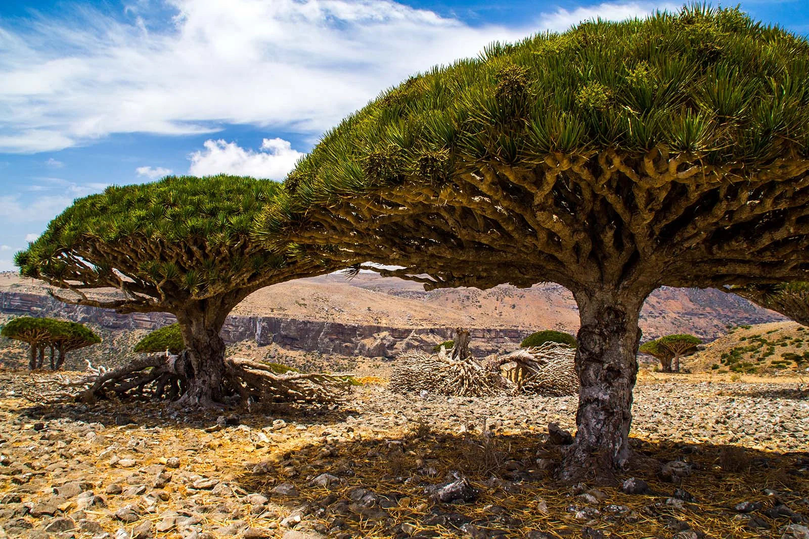2socotra 摄(Wikimedia Commons),CC BY-SA 4.0 · 图像文件署名:2socotra;CC BY-SA 4.0;网页缩放,原始文件保留。