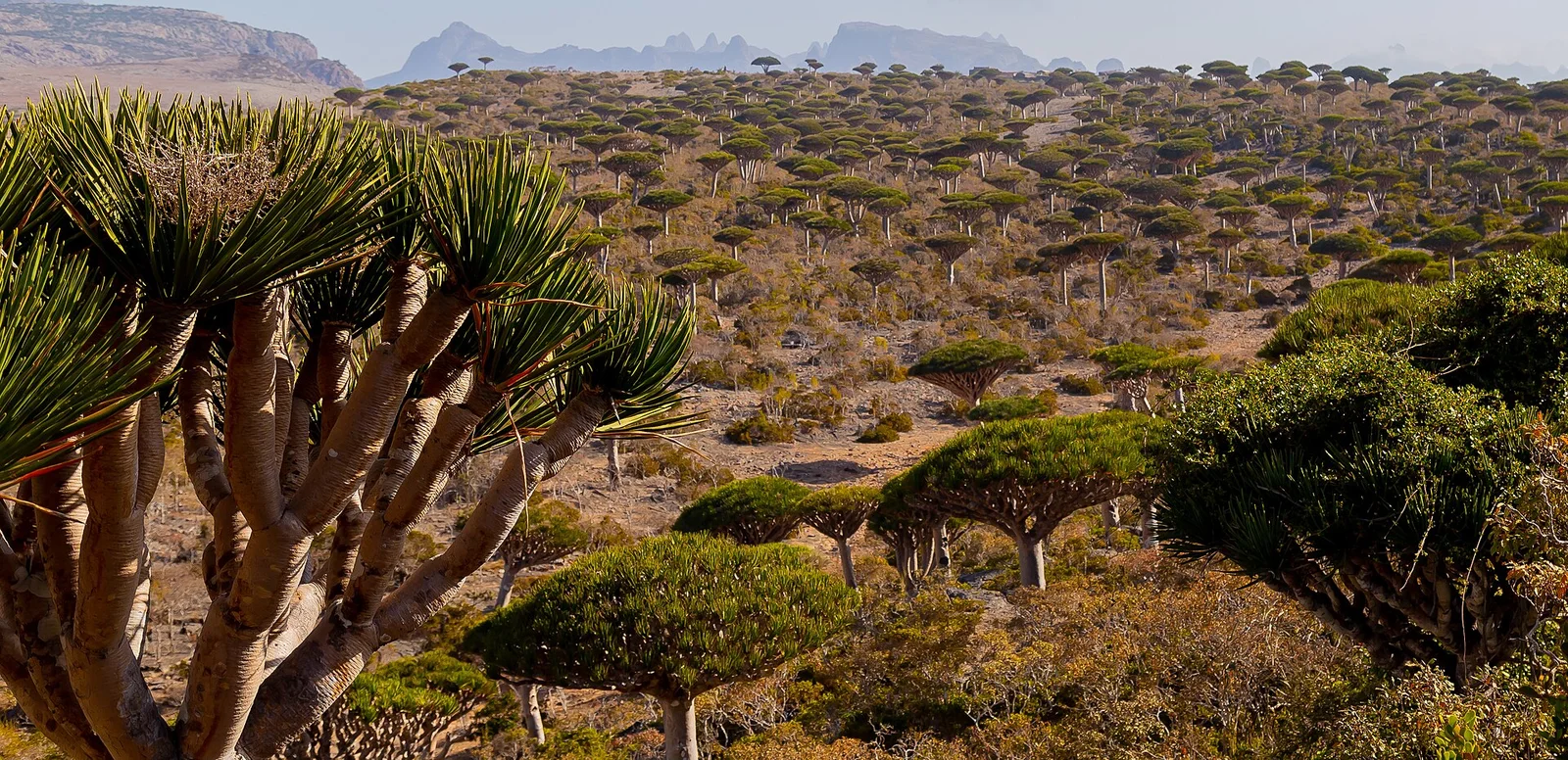 Socotra · 索科特拉岛