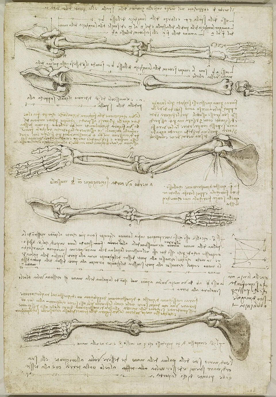 约1510–1511年，达·芬奇绘制的手臂骨骼与肌肉研究；历史图纸。 · Leonardo da Vinci · Public domain · 网页等比例缩放展示