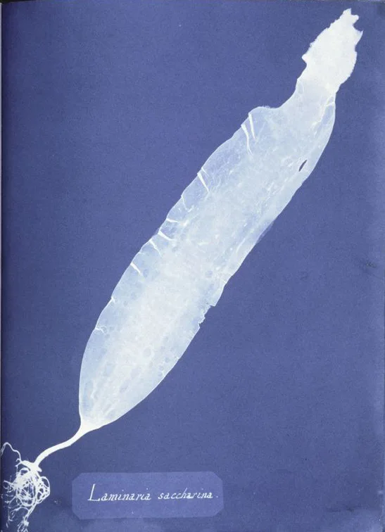 Anna Atkins 制，公有领域——糖海带（Saccharina latissima）蓝晒印相，约 1843–1845