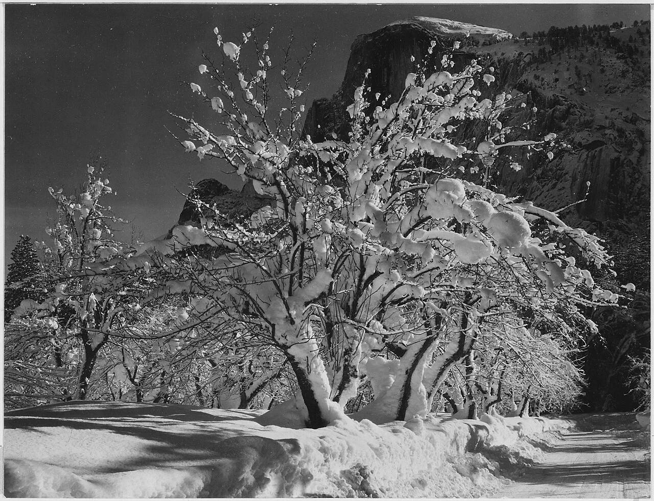 Ansel Adams / 美国国家档案馆，无已知版权限制——Half Dome, Apple Orchard, Yosemite, April 1933（注意：此为亚当斯 1933 年作品，非 1927 年《巨石》）