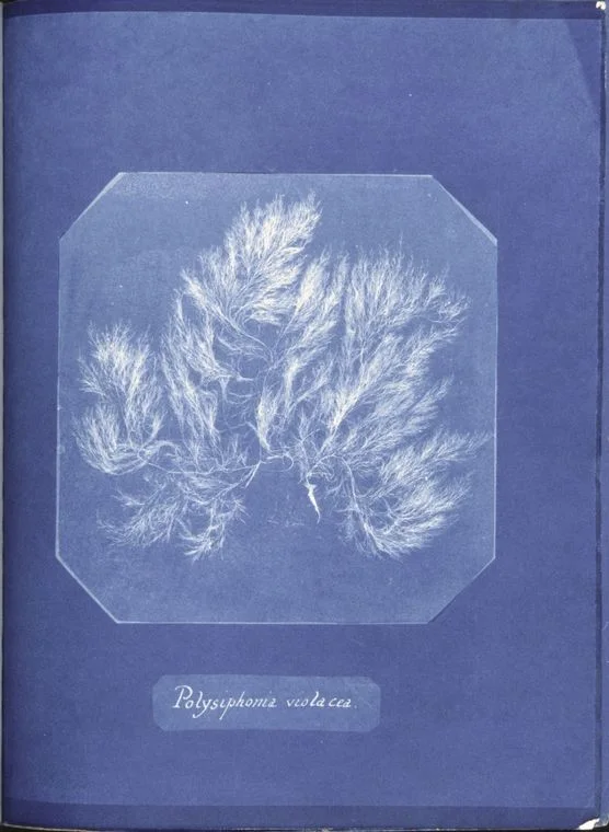 Anna Atkins 制，公有领域——多管藻（Polysiphonia violacea）蓝晒印相，约 1843–1845