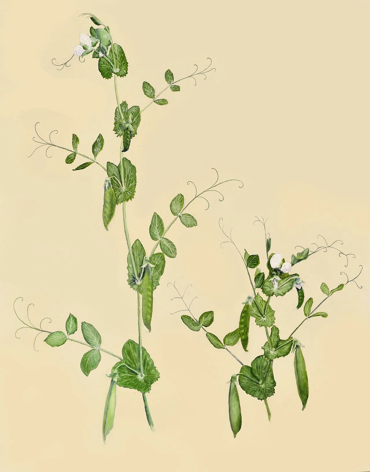 现代示意图：豌豆高茎与矮茎亲本杂交后代的表型比例（Fairbanks 绘）。 · DanielJFairbanks · CC BY 4.0 · 网页等比例缩放展示