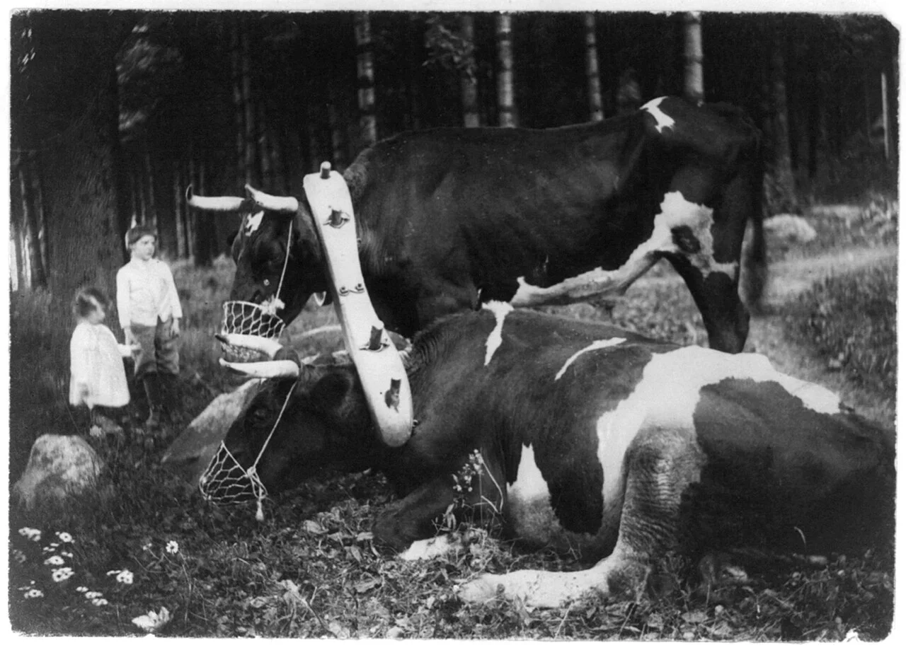 Gertrude Käsebier 摄，公有领域——《受轭与戴口络》，约 1900