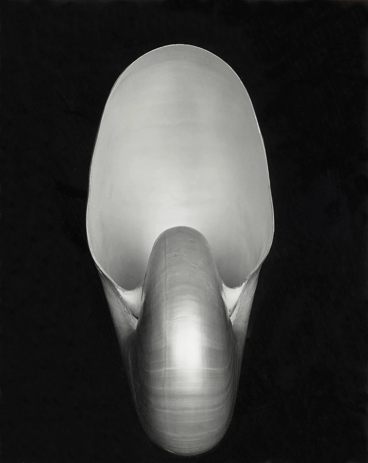 Edward Weston 摄，公有领域——《鹦鹉螺》，1927