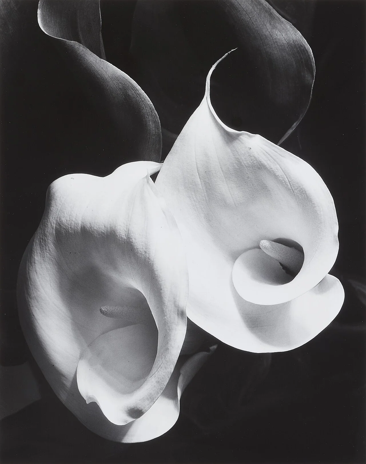 Imogen Cunningham 摄，公有领域——《两朵马蹄莲》，1925
