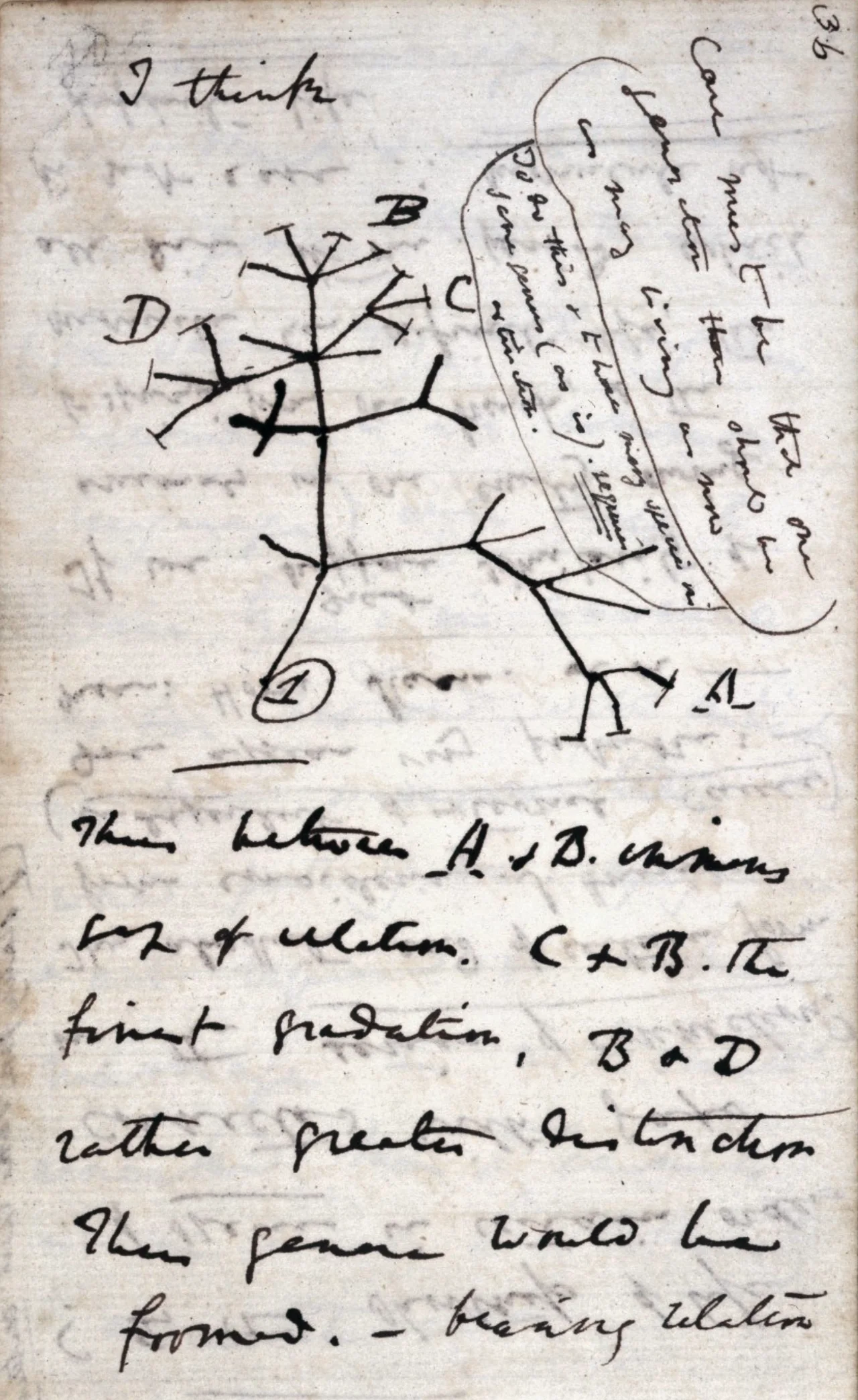 达尔文1837年的分支树草图；笔记中的探索性图像。 · Charles Darwin · Public domain · 网页等比例缩放展示